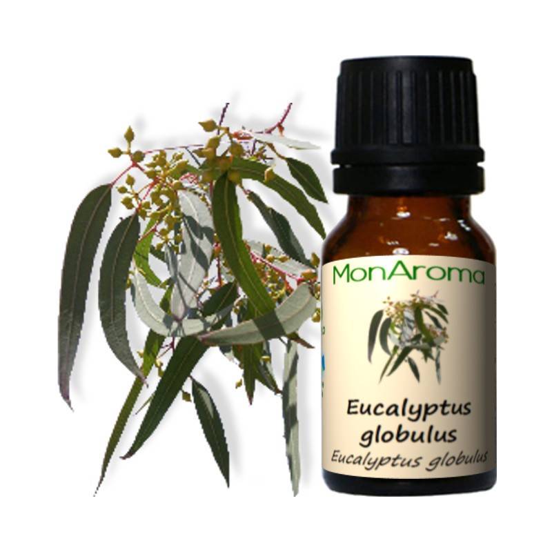 Huile essentielle d'Ecalyptus Globulus bio - 10ml